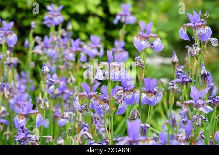 Pale blue Siberian flag iris, Sibirica Iris ‘Heavenly Blue’ in flower. Stock Photo