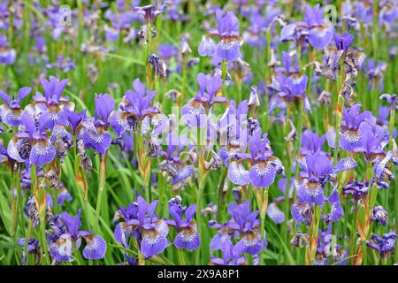 Pale blue Siberian flag iris, Sibirica Iris ‘Heavenly Blue’ in flower. Stock Photo