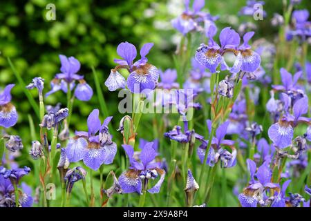 Pale blue Siberian flag iris, Sibirica Iris ‘Heavenly Blue’ in flower. Stock Photo