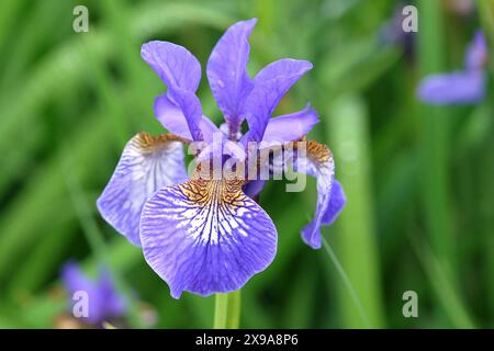 Pale blue Siberian flag iris, Sibirica Iris ‘Heavenly Blue’ in flower. Stock Photo