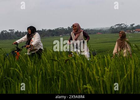 Kulon Progo, Yogyakarta, Indonesia. 30th May, 2024. People ride electric motorbikes while visiting the Pronosutan rice fields in Kulon Progo Regency. (Credit Image: © Angga Budhiyanto/ZUMA Press Wire) EDITORIAL USAGE ONLY! Not for Commercial USAGE! Stock Photo