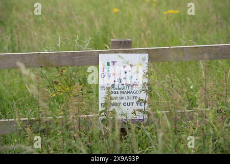 Eton, UK. 30th May, 2024. Some verges in Eton, Windsor, Berkshire are designated as Grow Wild verges meaning that the verges are left uncut until after May so that pollinators and wildlife are given an extra hand. Credit: Maureen McLean/Alamy Stock Photo