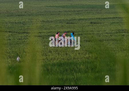 Kulon Progo, Yogyakarta, Indonesia. 30th May, 2024. People ride bicycles while visiting the Pronosutan rice fields in Kulon Progo Regency. (Credit Image: © Angga Budhiyanto/ZUMA Press Wire) EDITORIAL USAGE ONLY! Not for Commercial USAGE! Stock Photo