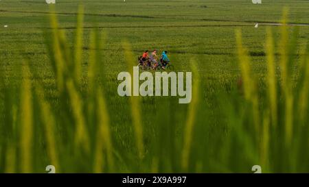 Kulon Progo, Yogyakarta, Indonesia. 30th May, 2024. People ride bicycles while visiting the Pronosutan rice fields in Kulon Progo Regency. (Credit Image: © Angga Budhiyanto/ZUMA Press Wire) EDITORIAL USAGE ONLY! Not for Commercial USAGE! Stock Photo