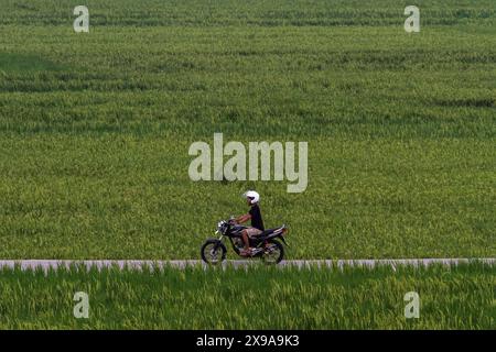 Kulon Progo, Yogyakarta, Indonesia. 30th May, 2024. A motorbike rider passes through the Pronosutan rice fields in Kulon Progo Regency. (Credit Image: © Angga Budhiyanto/ZUMA Press Wire) EDITORIAL USAGE ONLY! Not for Commercial USAGE! Stock Photo