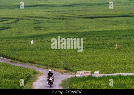 Kulon Progo, Yogyakarta, Indonesia. 30th May, 2024. A motorbike rider passes through the Pronosutan rice fields in Kulon Progo Regency. (Credit Image: © Angga Budhiyanto/ZUMA Press Wire) EDITORIAL USAGE ONLY! Not for Commercial USAGE! Stock Photo