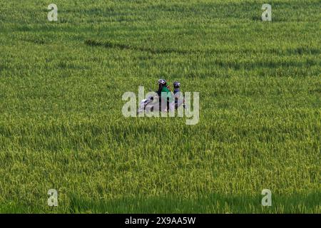 Kulon Progo, Yogyakarta, Indonesia. 30th May, 2024. Motorbike riders passing through the Pronosutan rice fields in Kulon Progo Regency. (Credit Image: © Angga Budhiyanto/ZUMA Press Wire) EDITORIAL USAGE ONLY! Not for Commercial USAGE! Stock Photo