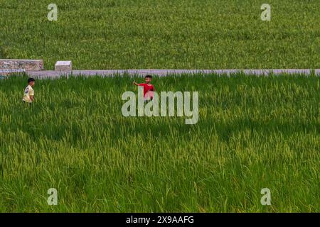 Kulon Progo, Yogyakarta, Indonesia. 30th May, 2024. Children play in the Pronosutan rice fields in Kulon Progo Regency. (Credit Image: © Angga Budhiyanto/ZUMA Press Wire) EDITORIAL USAGE ONLY! Not for Commercial USAGE! Stock Photo