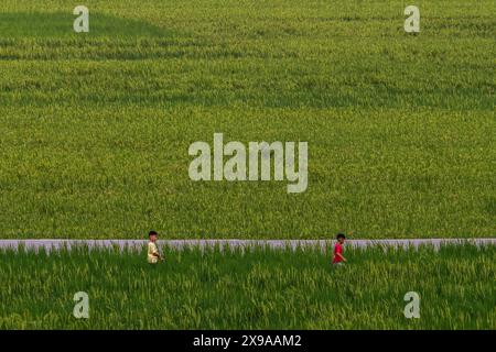 Kulon Progo, Yogyakarta, Indonesia. 30th May, 2024. Children play in the Pronosutan rice fields in Kulon Progo Regency. (Credit Image: © Angga Budhiyanto/ZUMA Press Wire) EDITORIAL USAGE ONLY! Not for Commercial USAGE! Stock Photo