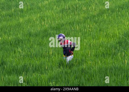 Kulon Progo, Yogyakarta, Indonesia. 30th May, 2024. A man walks in the Pronosutan rice fields in Kulon Progo Regency. (Credit Image: © Angga Budhiyanto/ZUMA Press Wire) EDITORIAL USAGE ONLY! Not for Commercial USAGE! Stock Photo