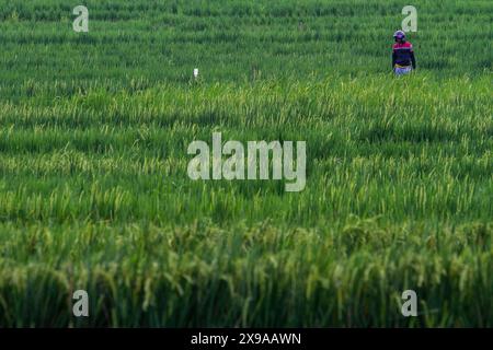 Kulon Progo, Yogyakarta, Indonesia. 30th May, 2024. A man walks in the Pronosutan rice fields in Kulon Progo Regency. (Credit Image: © Angga Budhiyanto/ZUMA Press Wire) EDITORIAL USAGE ONLY! Not for Commercial USAGE! Stock Photo