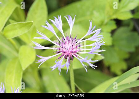 Close-up of a single delicate Centaurea Montana flower against a sunlit natural background Stock Photo