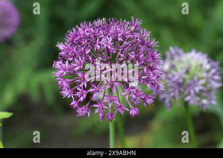 close-up of a purple allium flower against a natural blurry background Stock Photo
