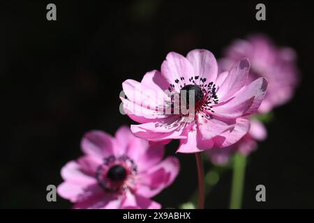 Close-up of pretty pink anemones with selective focus against a dark background, copy space Stock Photo