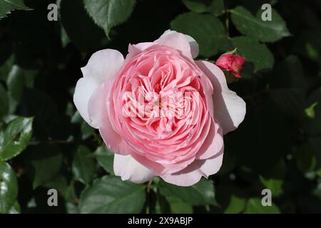 Close-up of a sunlit double blooming pink rose against a dark background Stock Photo