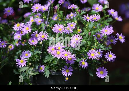 Close-up of beautiful sunlit brachyscome flowers in a hanging basket Stock Photo
