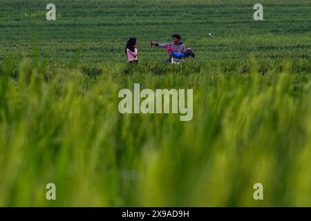 Kulon Progo, Yogyakarta, Indonesia. 30th May, 2024. People take photos while visiting the Pronosutan rice fields in Kulon Progo Regency. (Credit Image: © Angga Budhiyanto/ZUMA Press Wire) EDITORIAL USAGE ONLY! Not for Commercial USAGE! Stock Photo