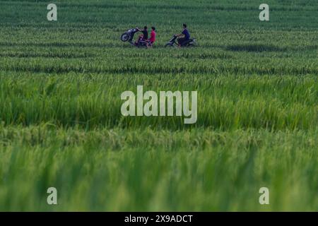 Kulon Progo, Yogyakarta, Indonesia. 30th May, 2024. Motorbike riders passing through the Pronosutan rice fields in Kulon Progo Regency. (Credit Image: © Angga Budhiyanto/ZUMA Press Wire) EDITORIAL USAGE ONLY! Not for Commercial USAGE! Stock Photo