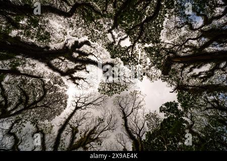 Amazing Bottom view of Giant trees with Huge trunks and Branches at De Djawatan, Benculuk, Banyuwangi,East Java, Indonesia Stock Photo