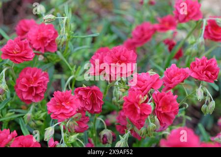 Red Helianthemum, common rock rose ‘Cerise Queen’ in flower. Stock Photo