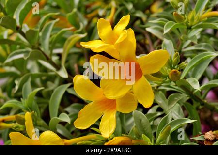 Partial view of the various gardens in Nong Nooch Tropical Botanical Garden, Pattaya, Thailand Stock Photo