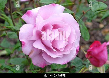 Pale lilac pink Hybrid Tea rose, rosa ‘Moody Blue’ in flower. Stock Photo