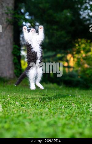 Cute baby black and white long haired kitten jumping and playing in a yard Stock Photo