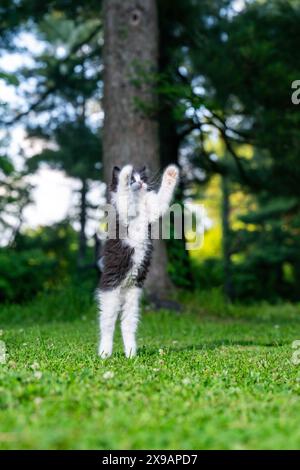 Cute baby black and white long haired kitten jumping and playing in a yard Stock Photo