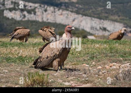 Griffon vulture (Gyps fulvus), The head of the bird in front is red with blood where it has been feeding on a carcass. Stock Photo