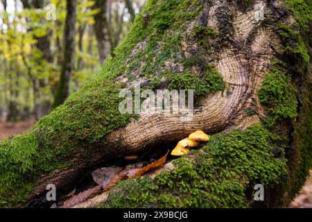 Beautiful mushrooms grown on a tree in the autumn forest. Stock Photo