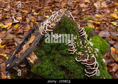 Beautiful mushrooms grown on a tree in the autumn forest. Stock Photo