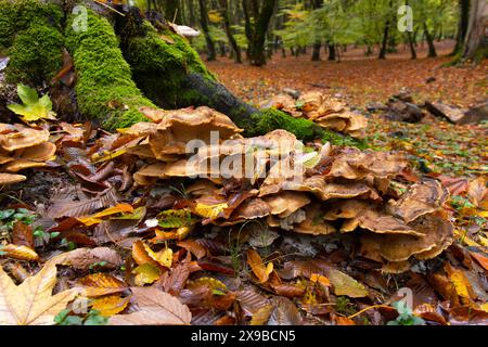 Beautiful mushrooms grown on a tree in the autumn forest. Stock Photo