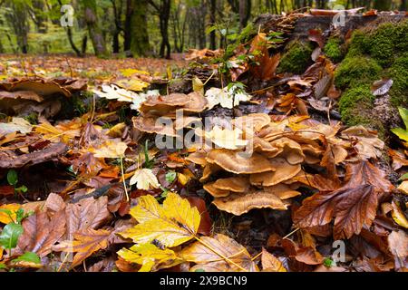 Beautiful mushrooms grown on a tree in the autumn forest. Stock Photo