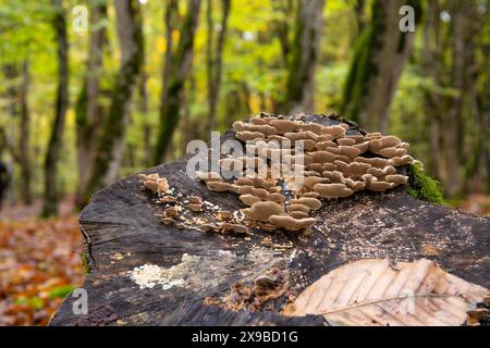 Beautiful mushrooms grown on a tree in the autumn forest. Stock Photo
