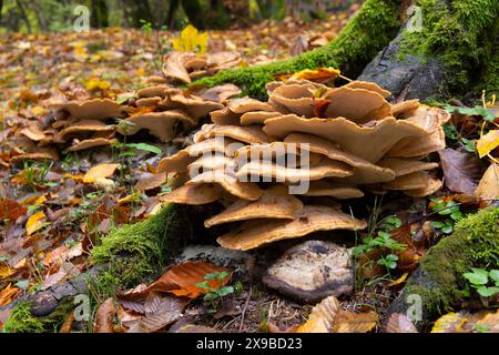 Beautiful mushrooms grown on a tree in the autumn forest. Stock Photo