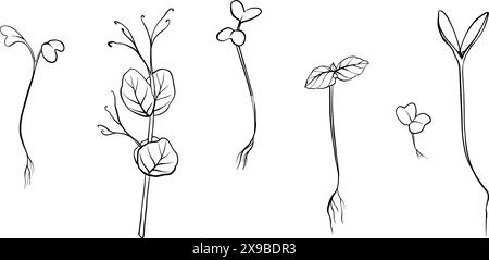 hand drawn microgreens vector illustration. Contour sprouts of watercress, spinach, mustard cress and peas, radish, onion, sunflower, basil plant. Set Stock Vector