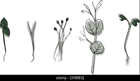 hand drawn microgreens vector illustration. Contour sprouts of watercress, spinach, mustard cress and peas, radish, onion, sunflower, basil plant. Set Stock Vector