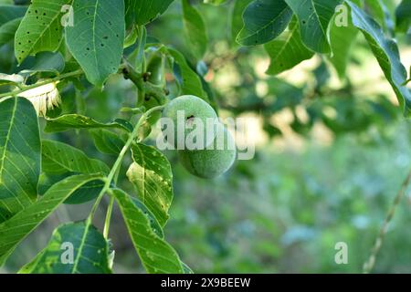 Green walnuts ripen on the branches of a tree in the garden. Stock Photo