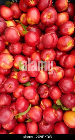 Background of bright and ripe nectarines in full screen. Exotic southern fruits. The concept of harvesting. Stock Photo