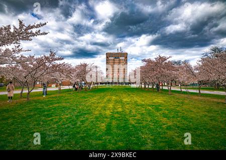 Canadian University Campus, students and people enjoying cherry blossom on a cloudy day at beautiful Brock University Stock Photo