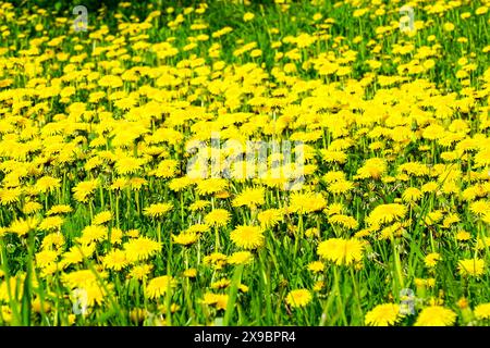 A green meadow with many yellow dandelion flowers, blooming yellow dandelion meadow, dandelion flowers, beautiful springtime view Stock Photo