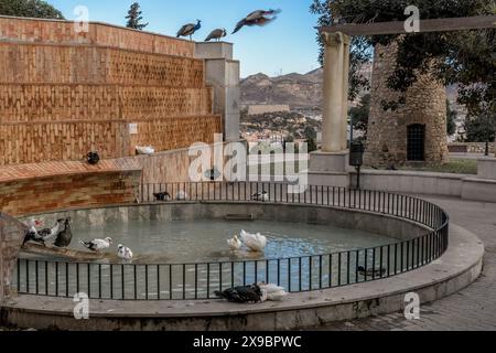 Peacocks and ducks in the pond of the viewing terrace of the Castillo de la Concepción on the hillside of Cartagena, Region of Murcia, Spain, Europe. Stock Photo