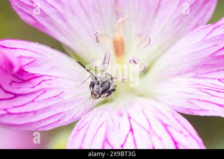 Diminutive male Bronze Furrow Bee in a Geranium flower. Tiny insects that are easily overlooked but are important pollinators. Stock Photo