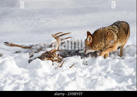 Coyote (Canis latrans) Sniffs at Deer Carcass in Snow Winter - captive animal Stock Photo