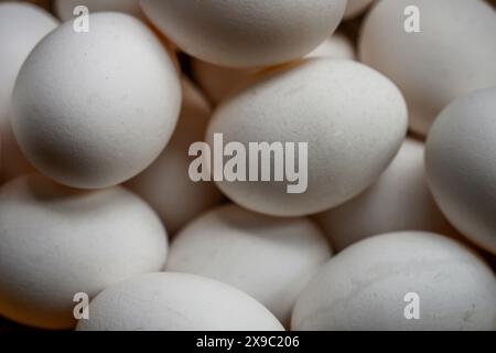 Group of white chicken eggs that occupy the entire frame Stock Photo