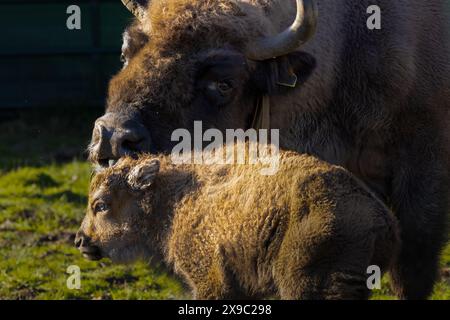 Female European Bison grooming her calf, both members of a conservation grazing herd in Blean Woods nature reserve near Canterbury, England. Stock Photo