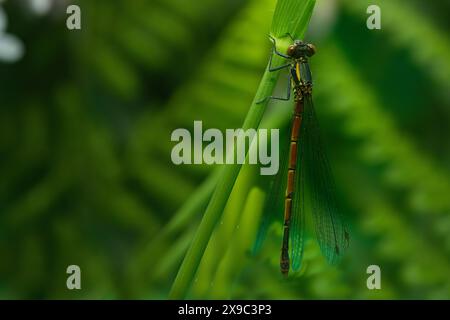 Common darter dragon fly Stock Photo