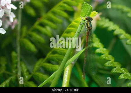 Common darter dragon fly Stock Photo