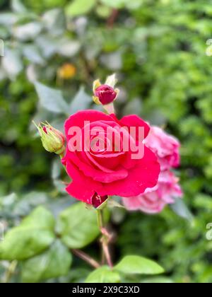 Close up of a beautiful red rose in full bloom, taken in an English Garden Stock Photo