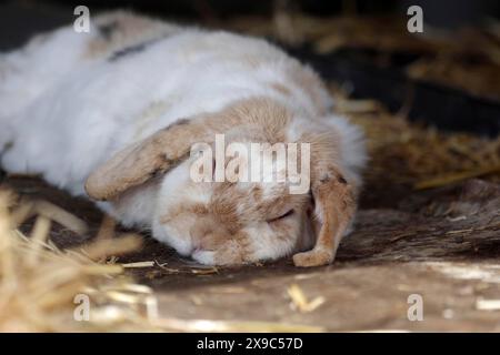 Rabbit (Oryctolagus cuniculus domestica), ram rabbit, sleeping, portrait of a sleeping rabbit with floppy ears Stock Photo